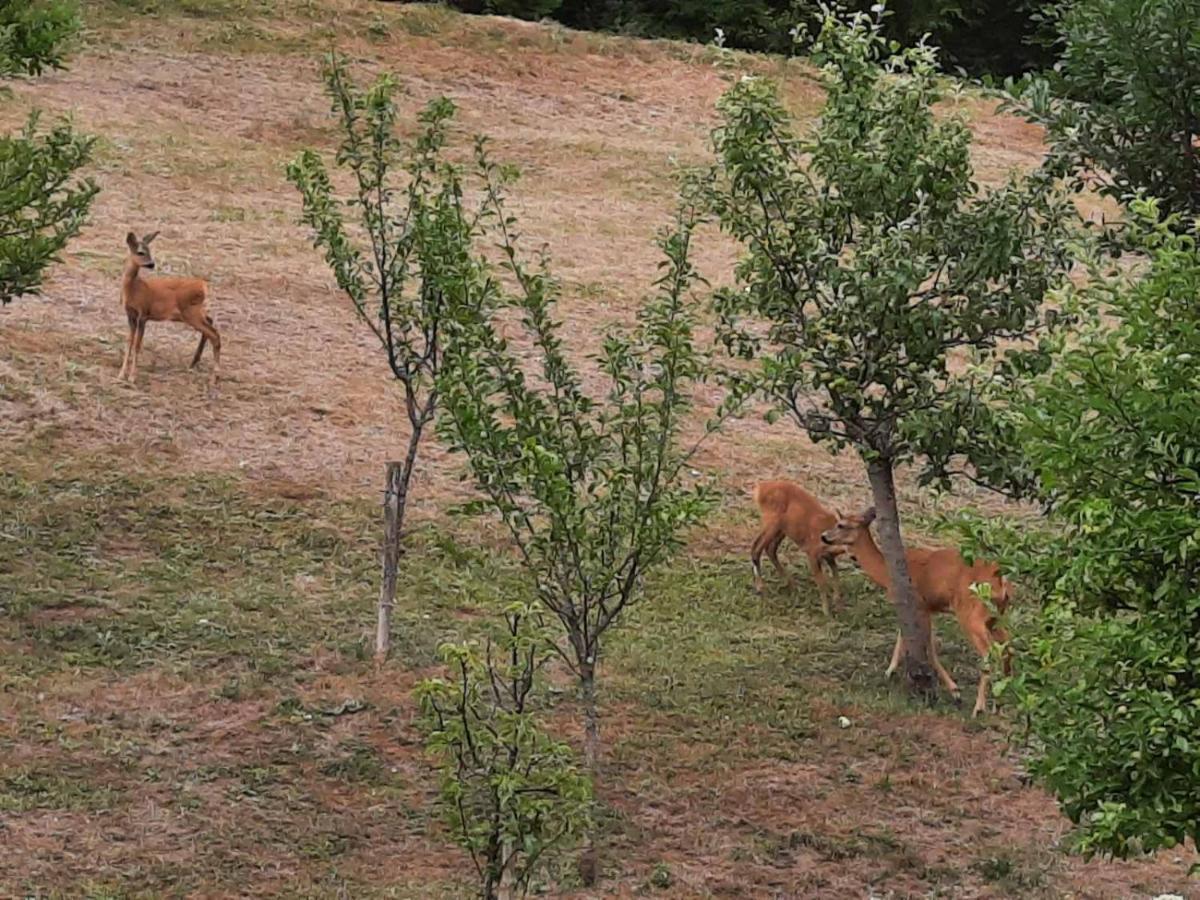Guesthouse Loncar Plitvička Jezera Esterno foto